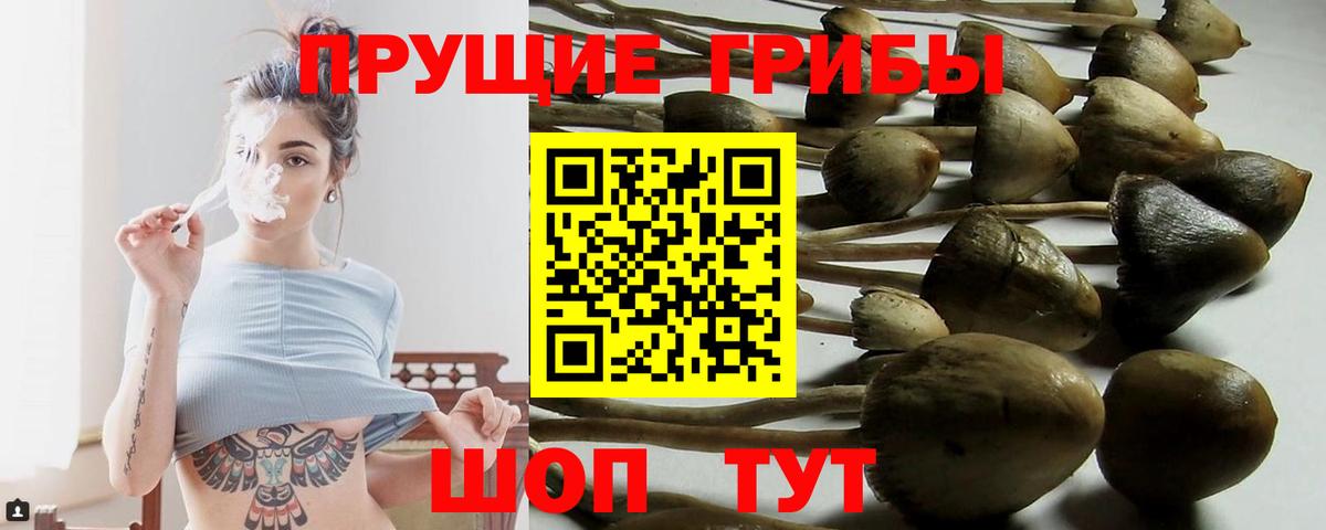 Кольчугино  Псилоцибиновые грибы Psilocybe  Вход с VPN 